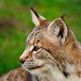 Luchs