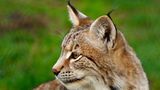 Luchs