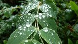 Tautropfen