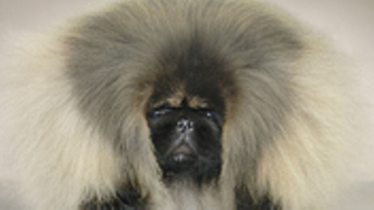 Der Mensch im Tier Bild 3 [GEO]