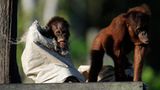 Orang-Utans: Zurück in die Freiheit