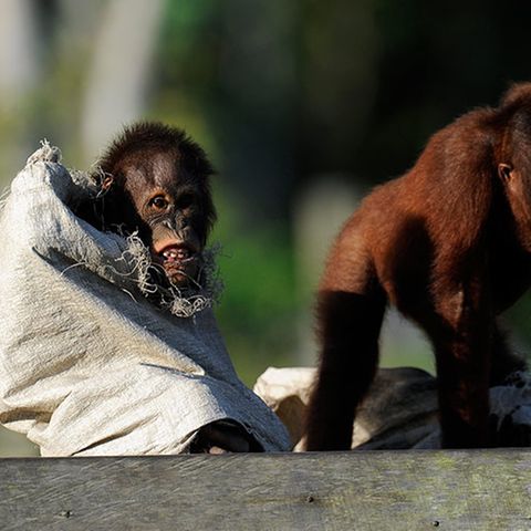 Orang-Utans: Zurück in die Freiheit