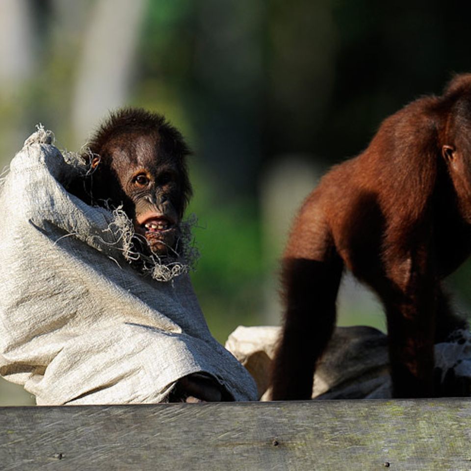 Orang-Utans: Zurück in die Freiheit