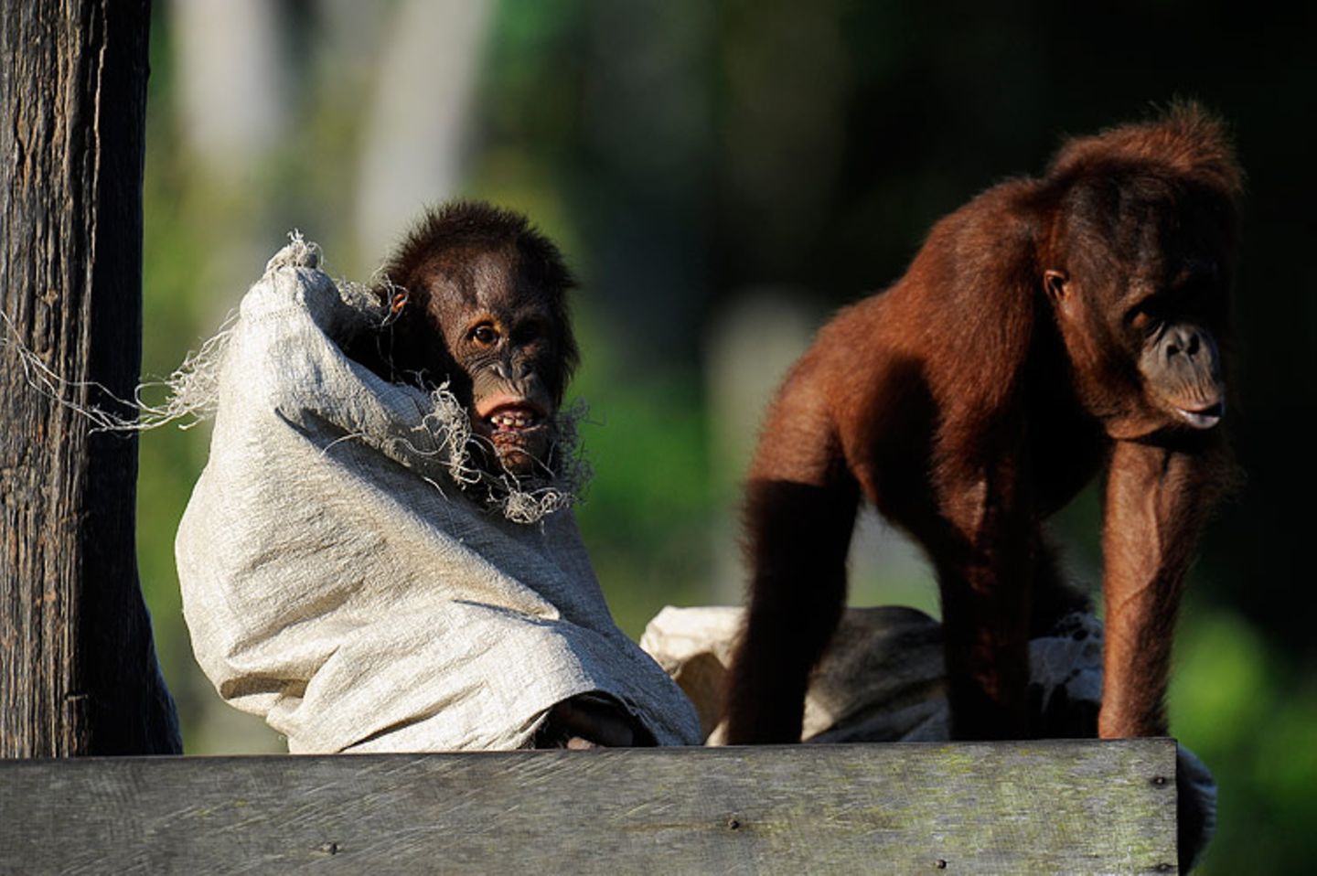 Orang-Utans: Zurück in die Freiheit