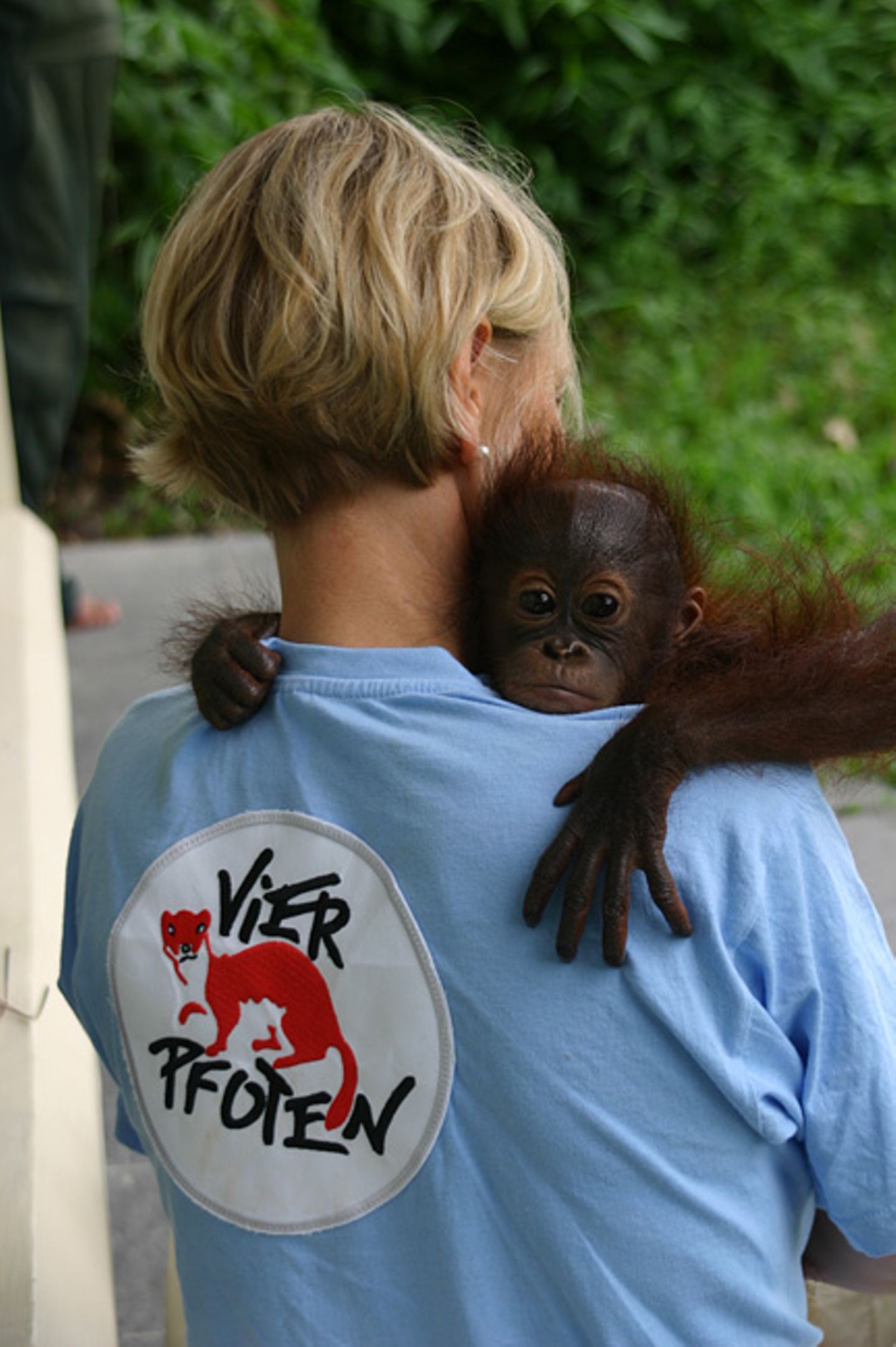 Orang-Utans: Zurück in die Freiheit - Bild 2