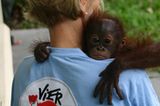 Orang-Utans: Zurück in die Freiheit - Bild 2