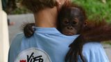Orang-Utans: Zurück in die Freiheit - Bild 2