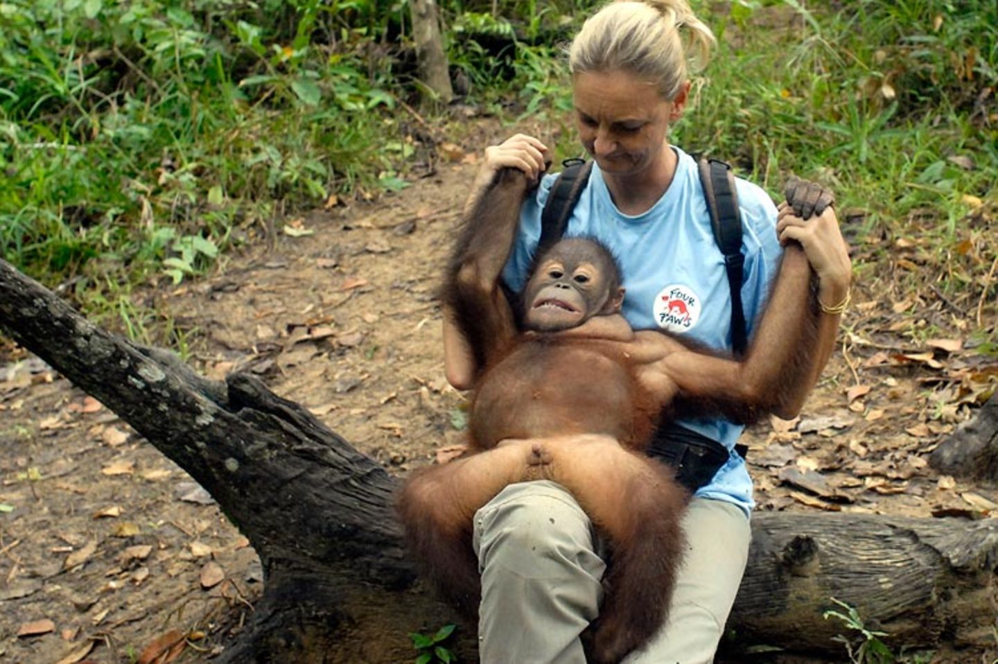 Orang-Utans: Zurück in die Freiheit - Bild 3