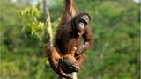 Orang-Utans: Zurück in die Freiheit - Bild 5