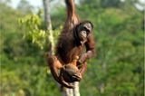Orang-Utans: Zurück in die Freiheit - Bild 5