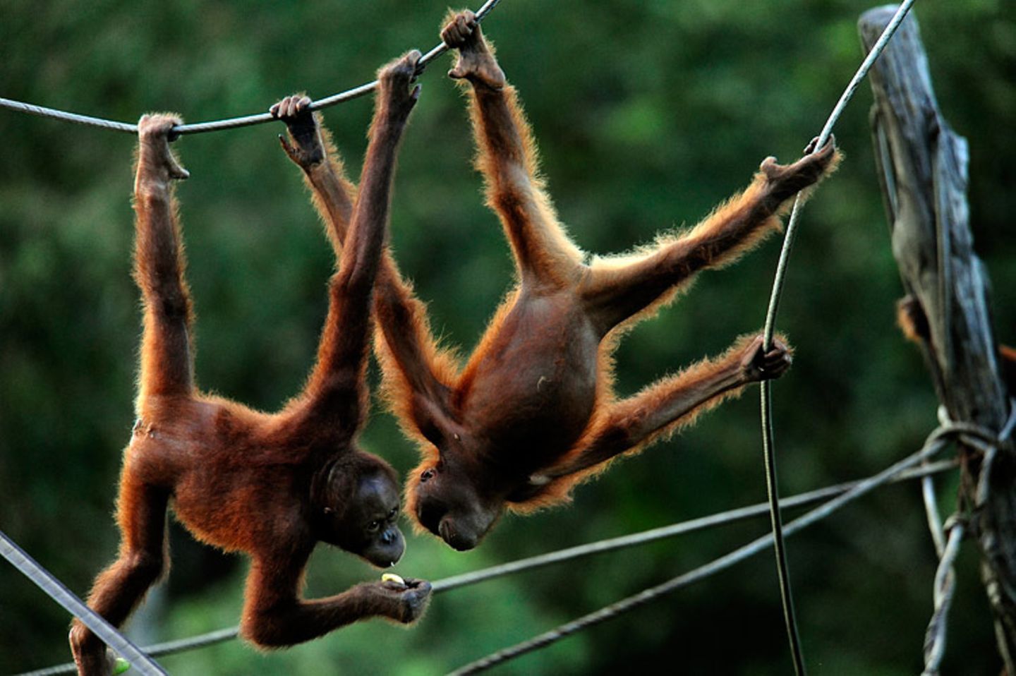 Orang-Utans: Zurück in die Freiheit - Bild 6