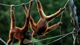 Orang-Utans: Zurück in die Freiheit - Bild 6