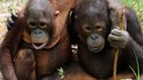 Orang-Utans: Zurück in die Freiheit - Bild 7