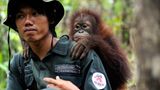 Orang-Utans: Zurück in die Freiheit - Bild 8