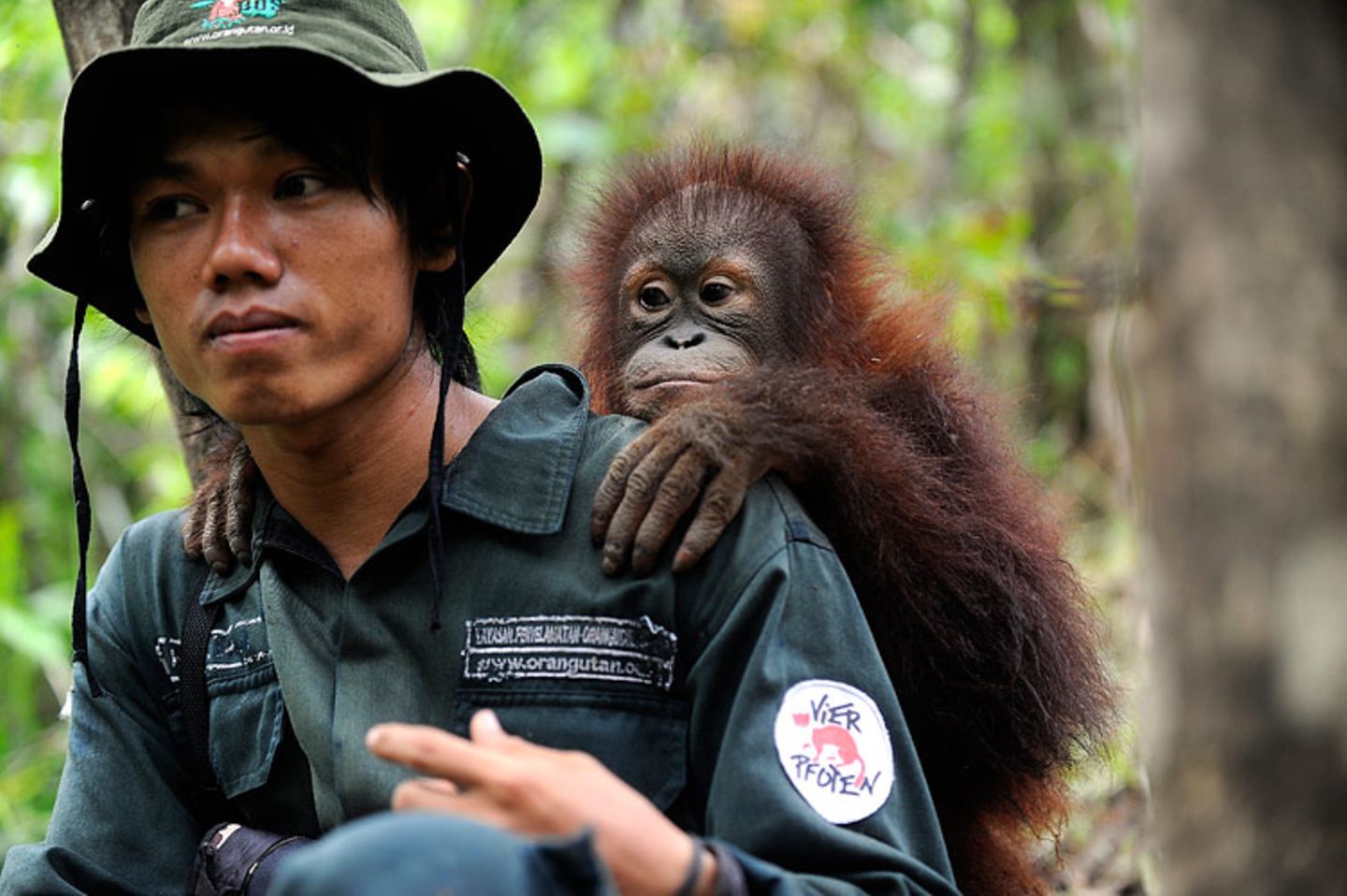 Orang-Utans: Zurück in die Freiheit - Bild 8