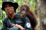 Orang-Utans: Zurück in die Freiheit - Bild 8