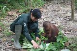 Orang-Utans: Zurück in die Freiheit - Bild 9