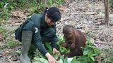 Orang-Utans: Zurück in die Freiheit - Bild 9