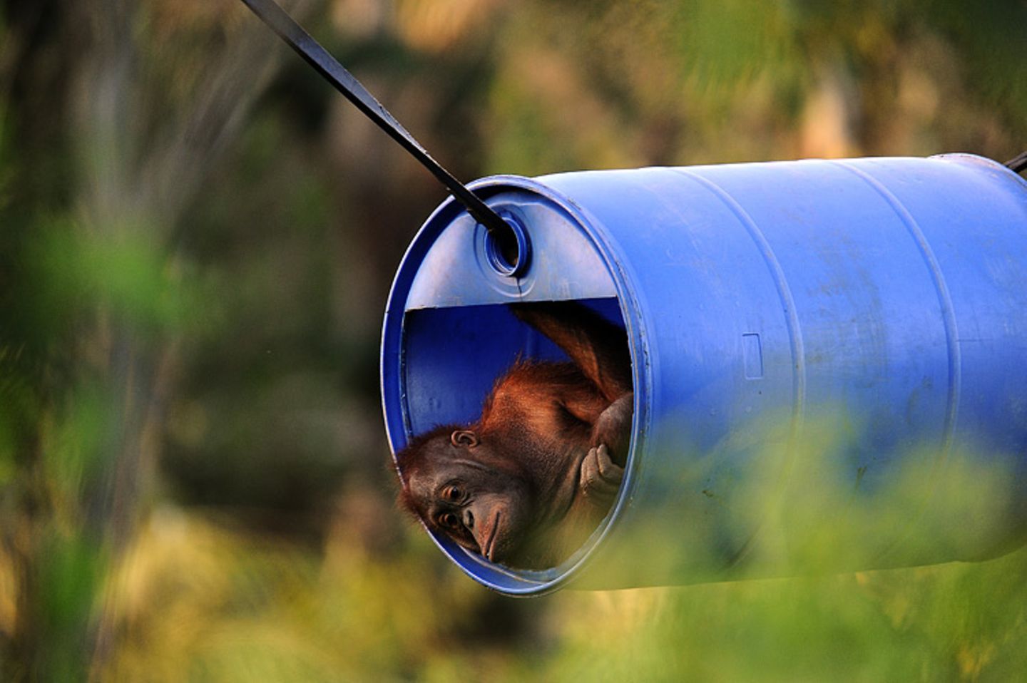 Orang-Utans: Zurück in die Freiheit - Bild 10