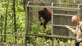 Orang-Utans: Zurück in die Freiheit - Bild 12