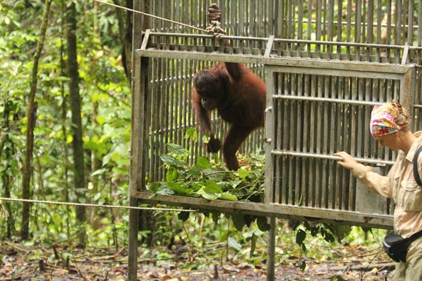 Orang-Utans: Zurück in die Freiheit - Bild 12