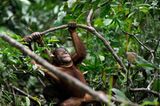 Orang-Utans: Zurück in die Freiheit - Bild 13