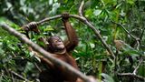 Orang-Utans: Zurück in die Freiheit - Bild 13