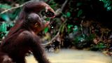 Orang-Utans: Zurück in die Freiheit - Bild 14