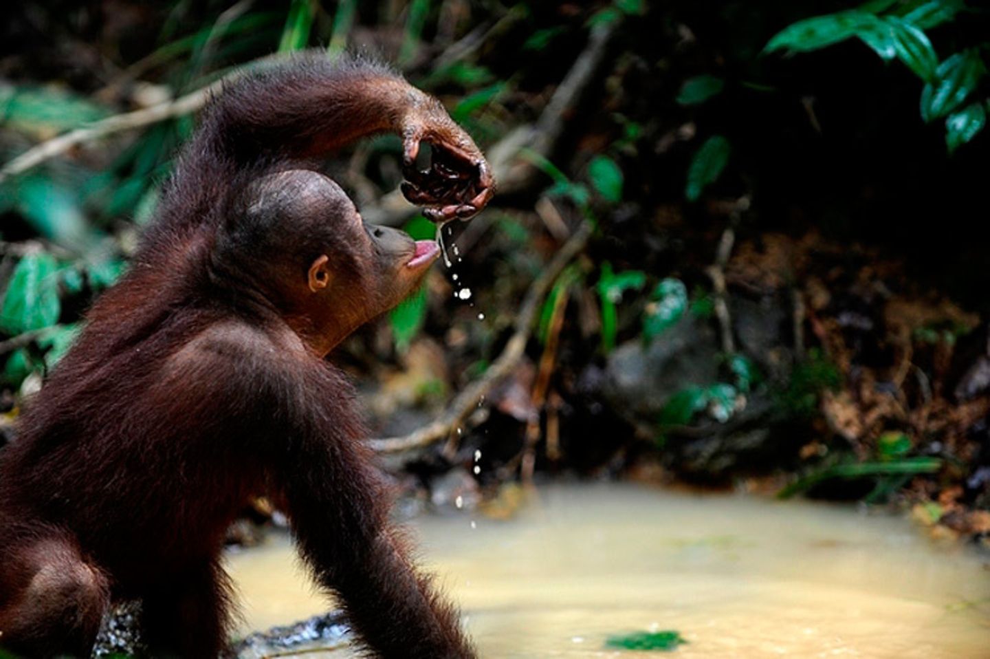 Orang-Utans: Zurück in die Freiheit - Bild 14