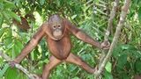 Orang-Utans: Zurück in die Freiheit - Bild 15