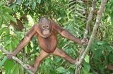 Orang-Utans: Zurück in die Freiheit - Bild 15
