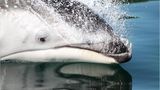 Delfin