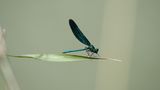 Libelle