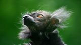 Lemur