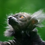 Lemur