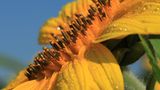 Sonnenblume
