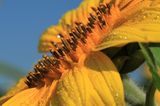 Sonnenblume