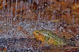 Fotogalerie: Fotogalerie: Naturschätze Europas