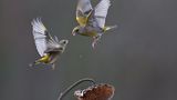 Fotogalerie: Fotogalerie: Naturschätze Europas - Bild 2
