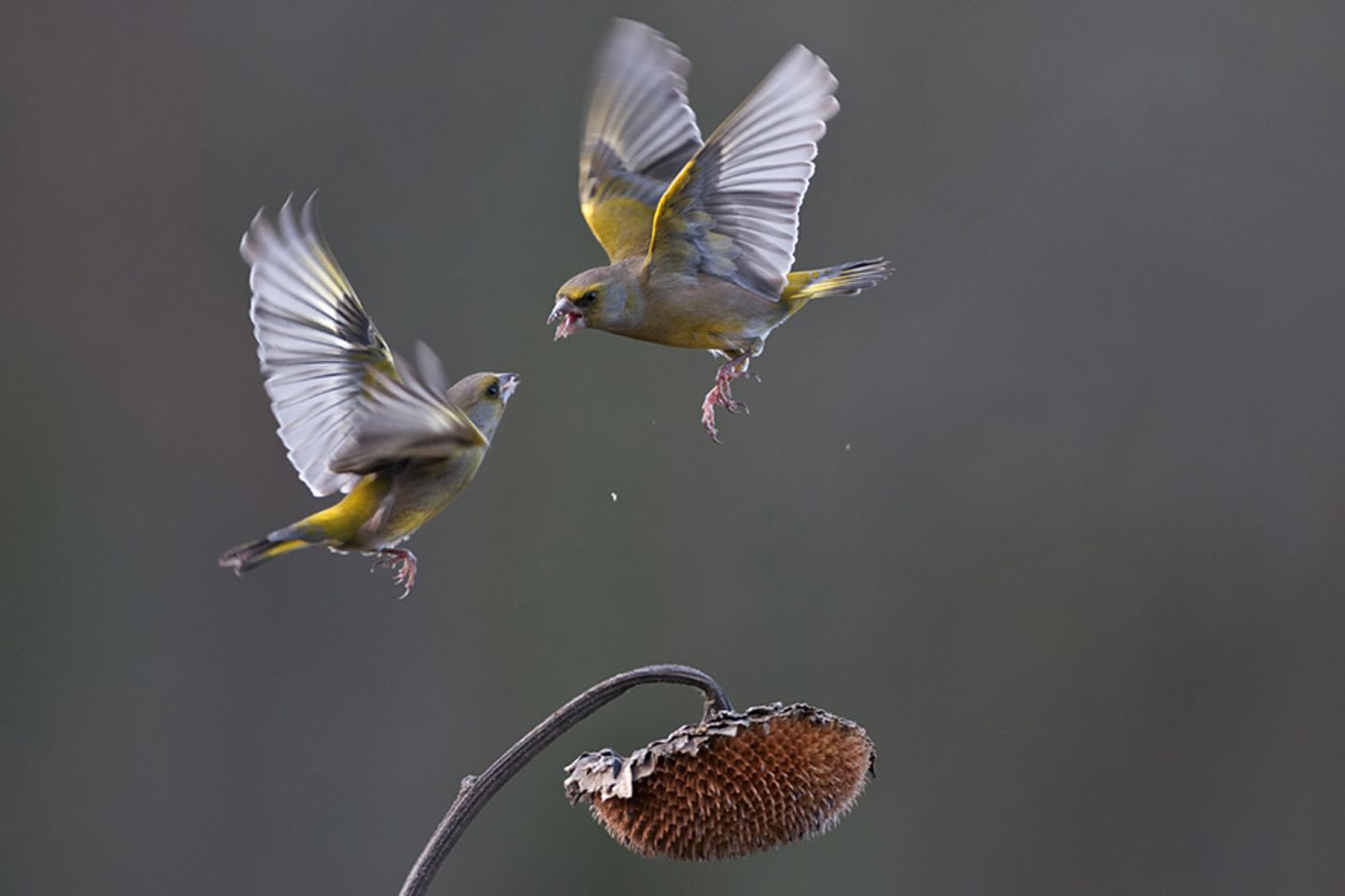 Fotogalerie: Fotogalerie: Naturschätze Europas - Bild 2