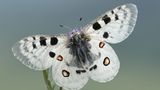 Fotogalerie: Fotogalerie: Naturschätze Europas - Bild 4
