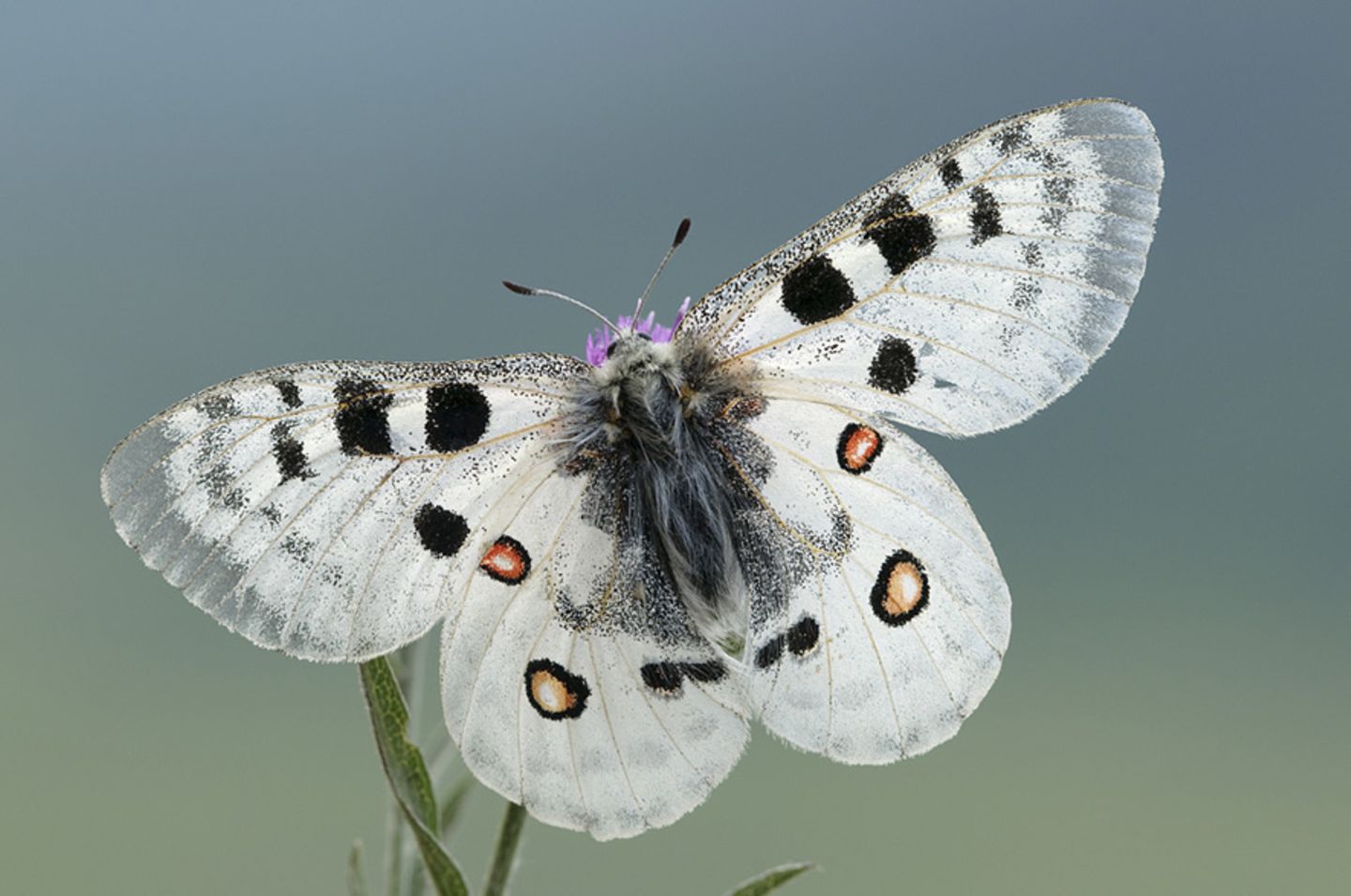Fotogalerie: Fotogalerie: Naturschätze Europas - Bild 4