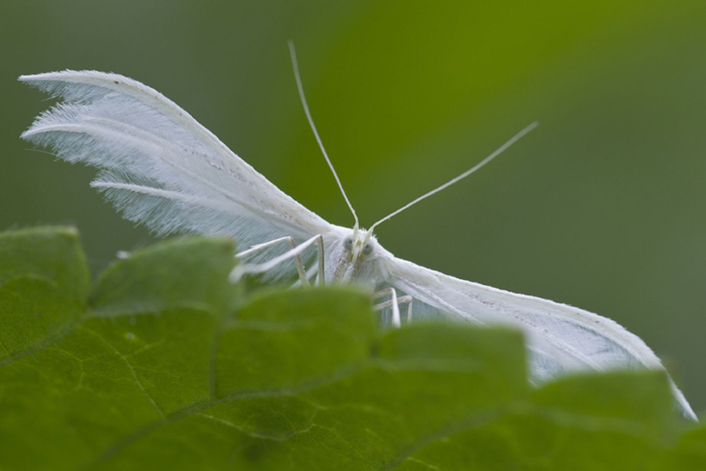 Fotogalerie: Fotogalerie: Naturschätze Europas - Bild 6