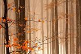Fotogalerie: Fotogalerie: Naturschätze Europas - Bild 8