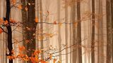 Fotogalerie: Fotogalerie: Naturschätze Europas - Bild 8