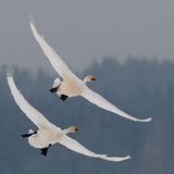 Fotogalerie: Fotogalerie: Naturschätze Europas - Bild 9