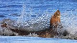 Fotogalerie: Fotogalerie: Naturschätze Europas - Bild 10