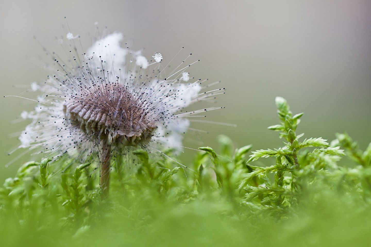 Fotogalerie: Fotogalerie: Naturschätze Europas - Bild 11