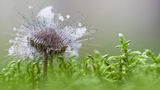 Fotogalerie: Fotogalerie: Naturschätze Europas - Bild 11