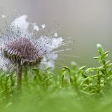 Fotogalerie: Fotogalerie: Naturschätze Europas - Bild 11